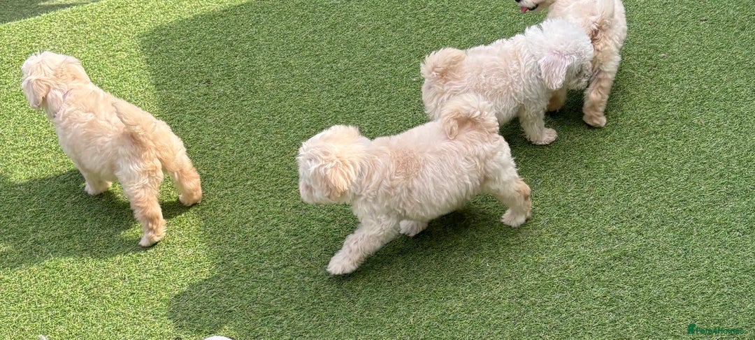 Cockapoo dogs for sale: F1B cockapoo (ready to go)  - Image 17