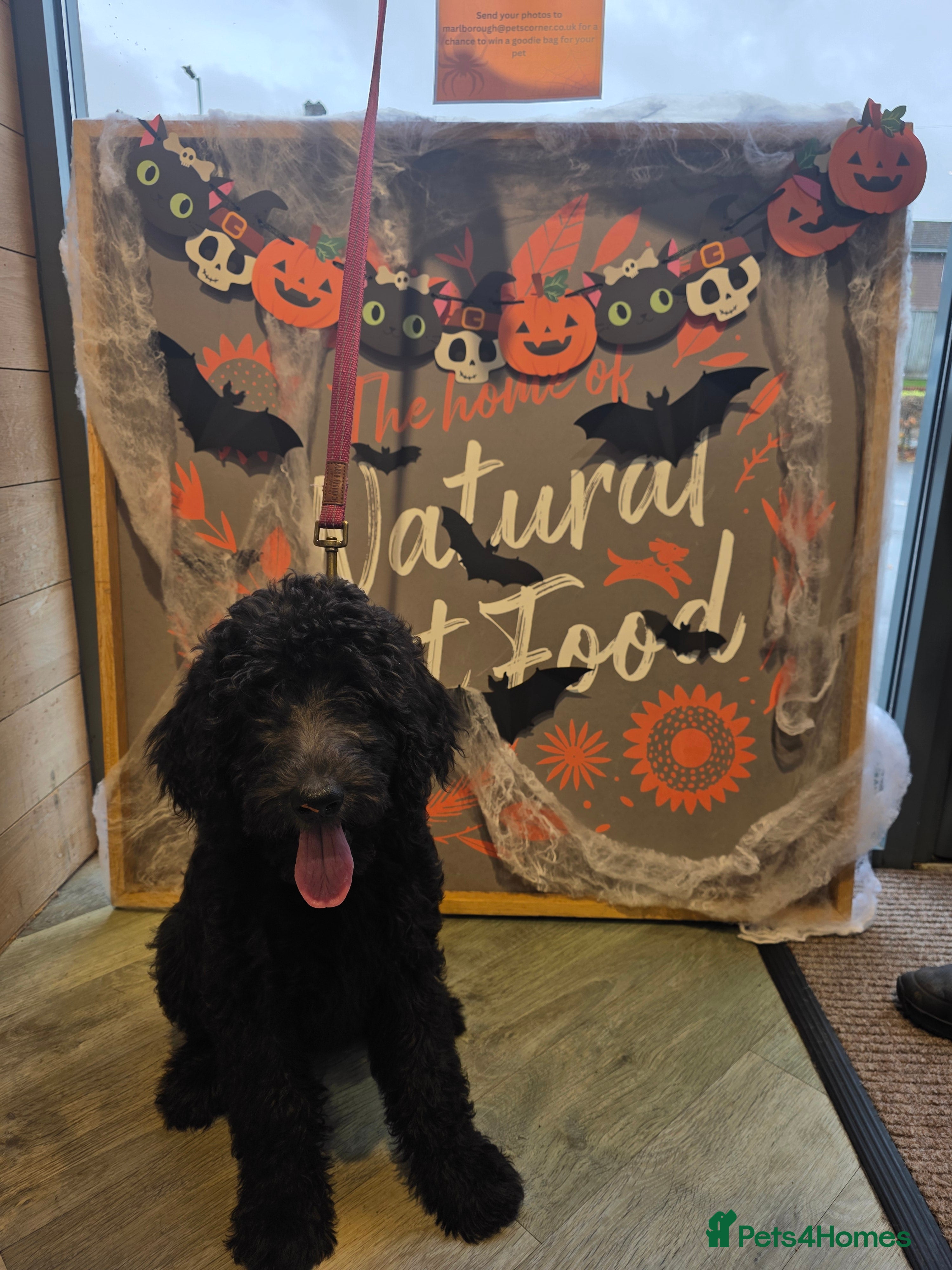 Labradoodle dogs Female labradoodle  - Advert 2