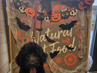 Labradoodle dogs Female labradoodle - Advert 1