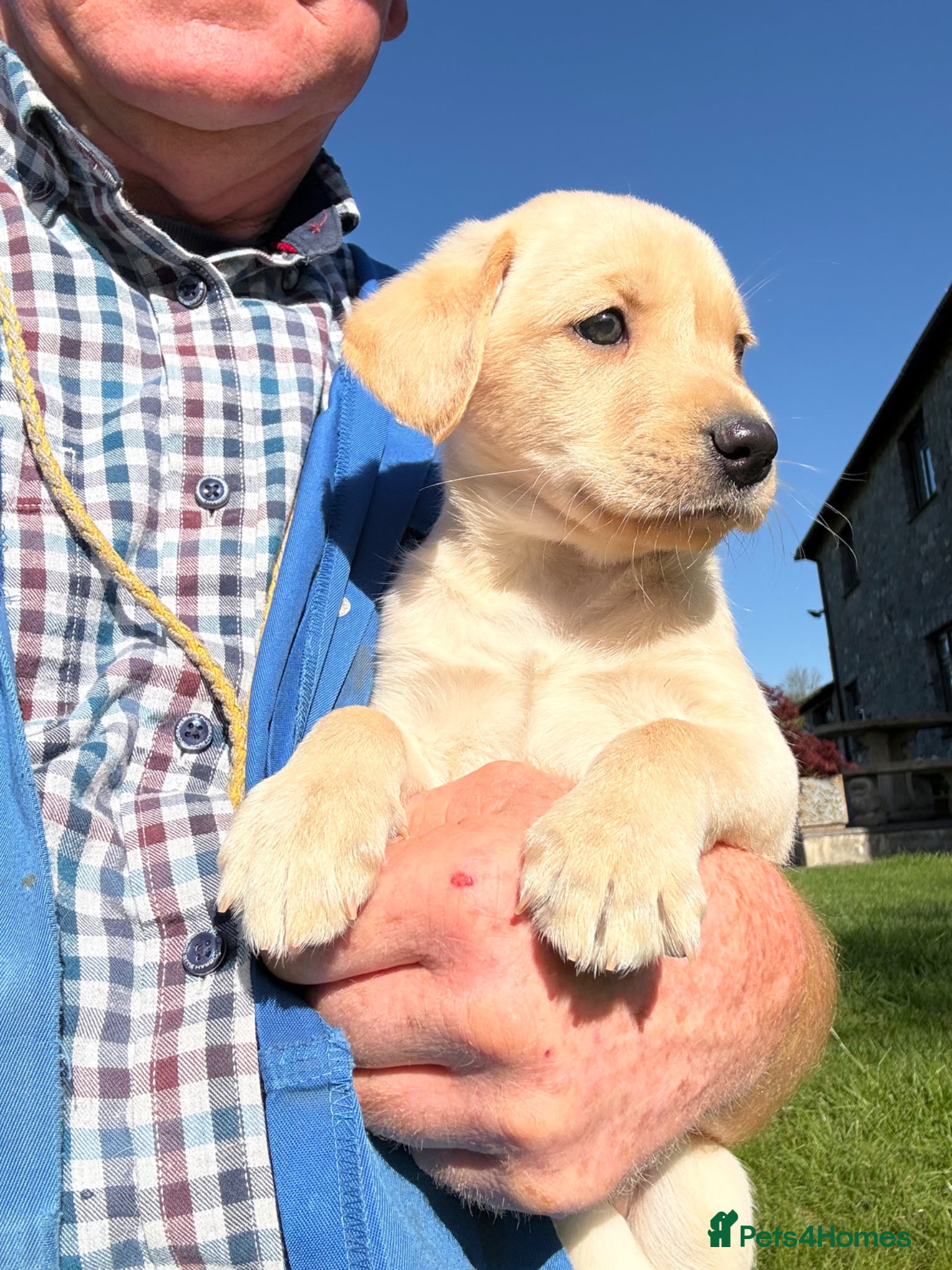 Labrador Retriever dogs Stunning Yellow Labrador Puppies - Advert 1