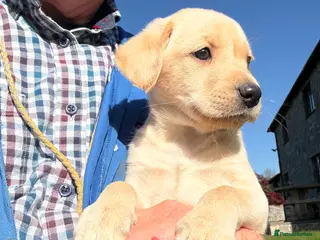 Labrador Retriever dogs Stunning Yellow Labrador Puppies - Advert 1