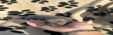 Whippet 3