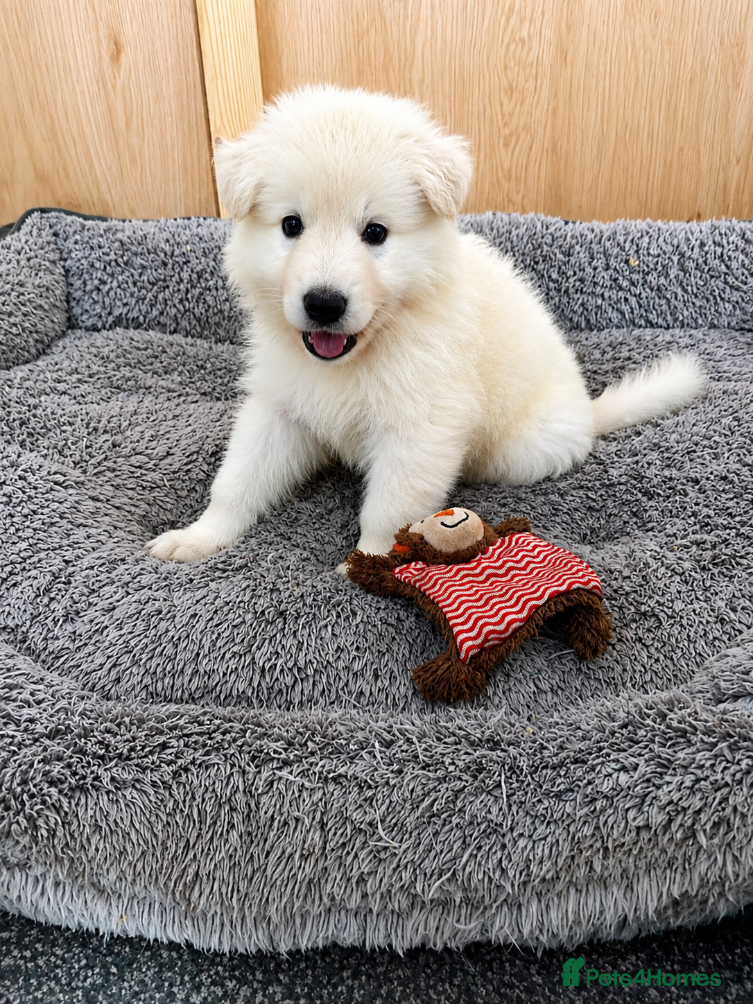 White Swiss Shepherd dogs Swiss white shepherds puppies  - Advert 2