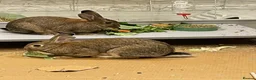 English rabbits for sale: Rabbit Pair  - Advert 10