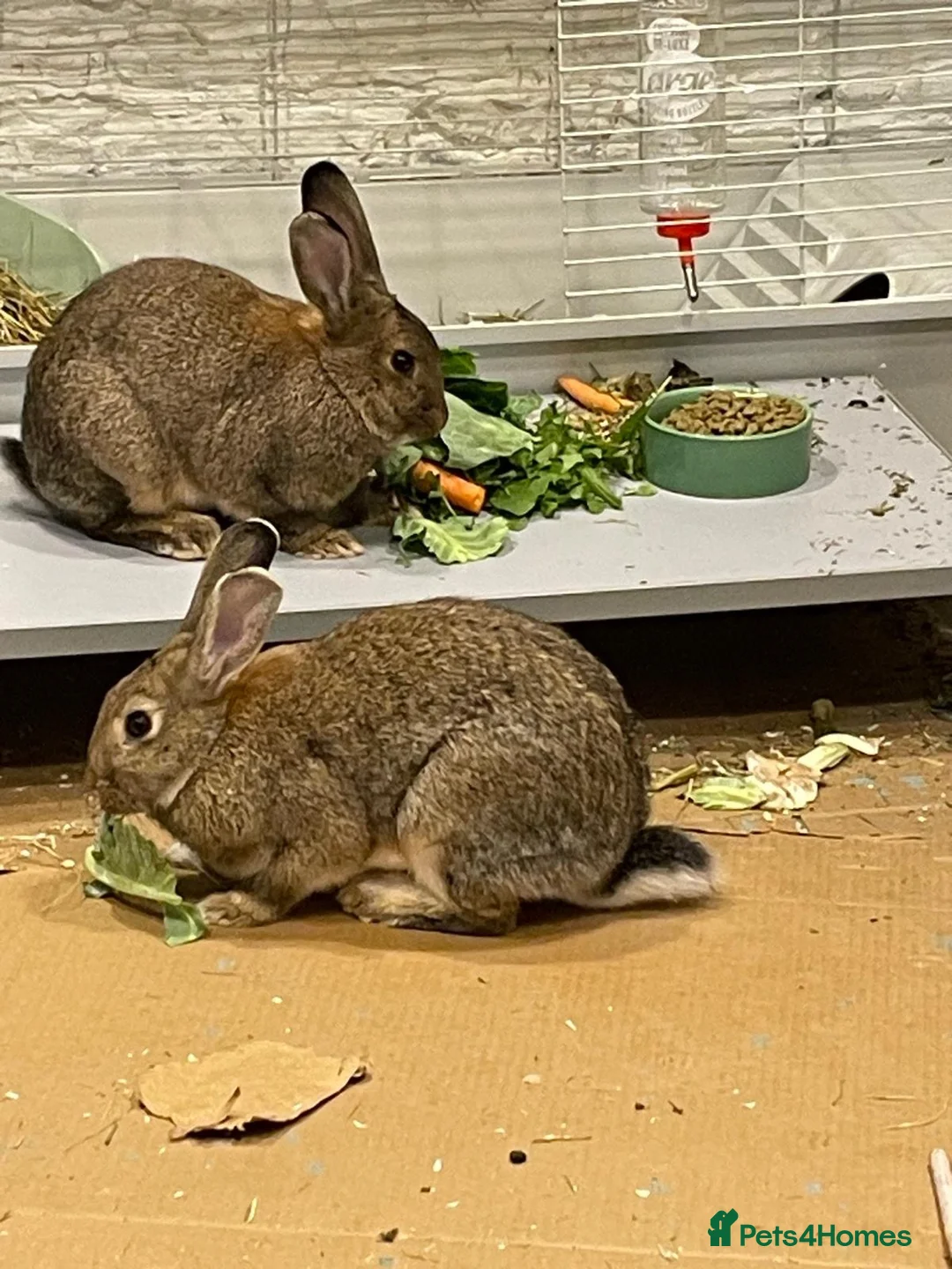 English rabbits for sale: Rabbit Pair  - Advert 10