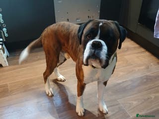 Boxer dogs Edgey - Advert 5