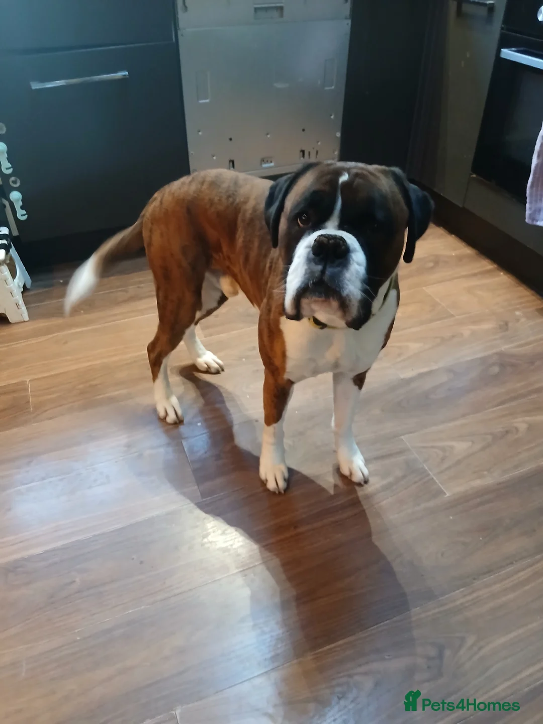 Boxer dogs for stud: Edgey - Advert 1