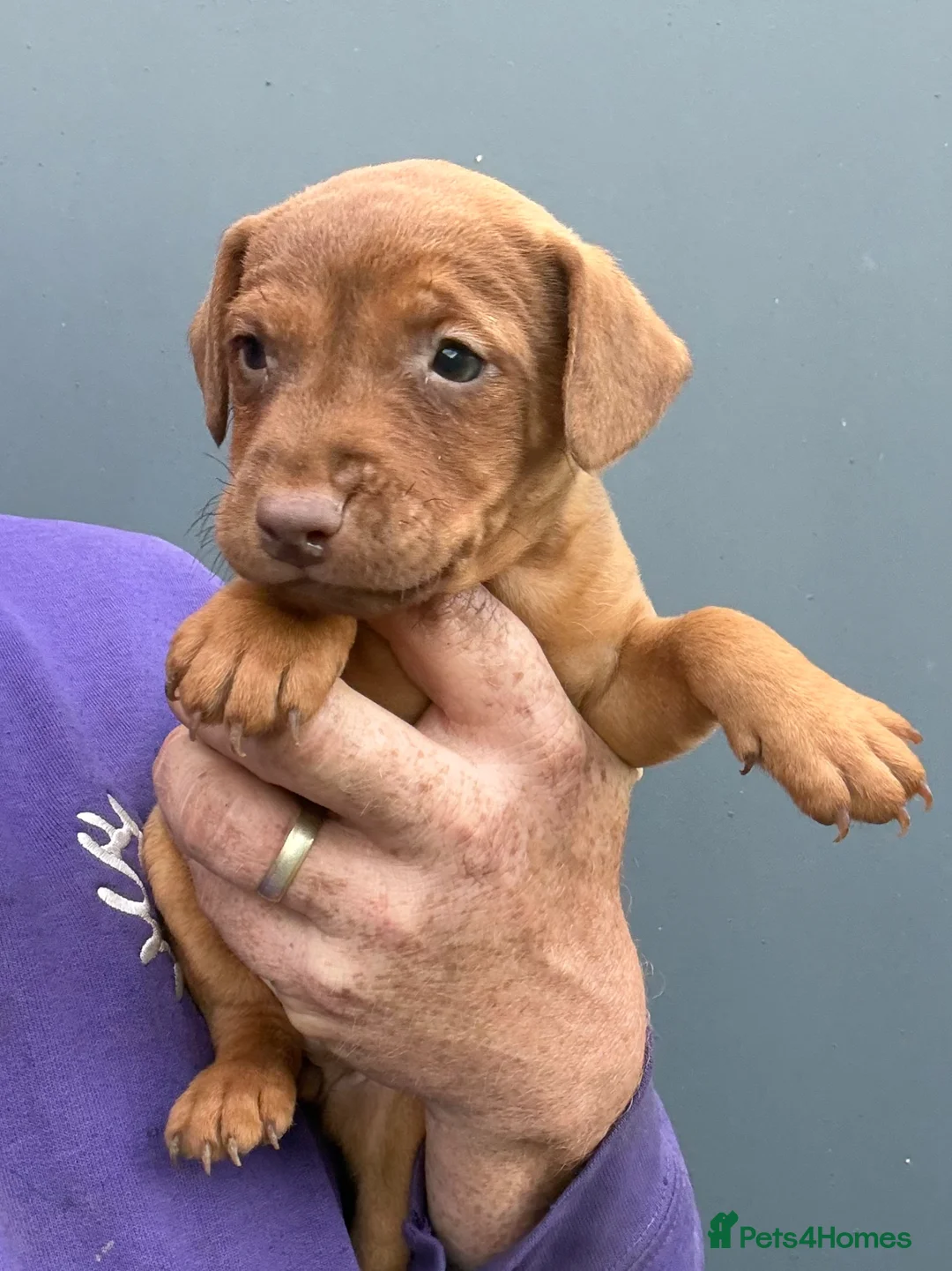 Patterdale Terrier dogs for sale: Ready NOW 9 weeks old - Advert 2