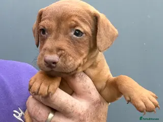 Patterdale Terrier dogs for sale: Ready 13/6/26 @ 8 weeks old - Advert 4