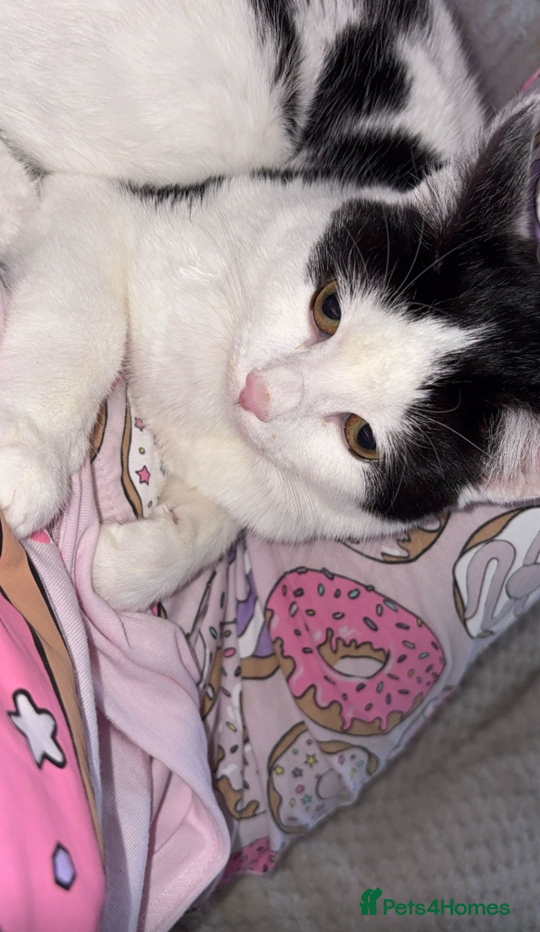 Mixed Breed cats for sale: Male and female cat FREE - Image 2