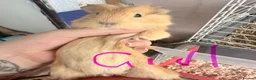 Guinea Pig rodents for sale: 16 baby guinea pigs - Advert 15