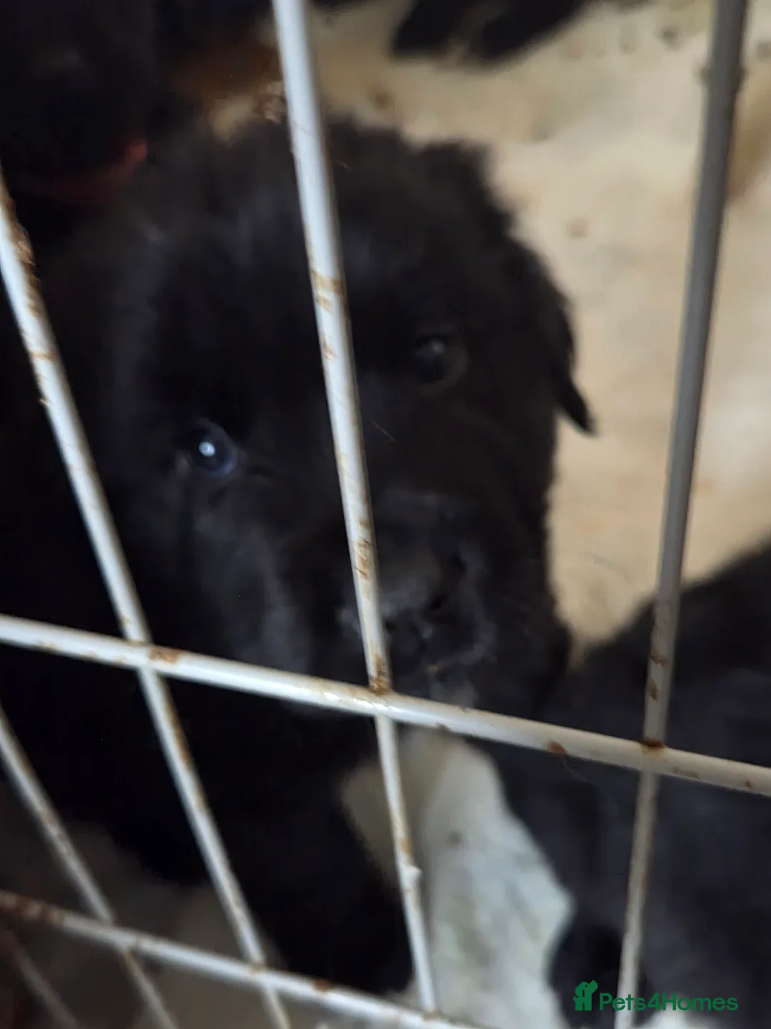 Mixed Breed dogs for sale: Gorgeous St Bernewfie Puppies  - Advert 4