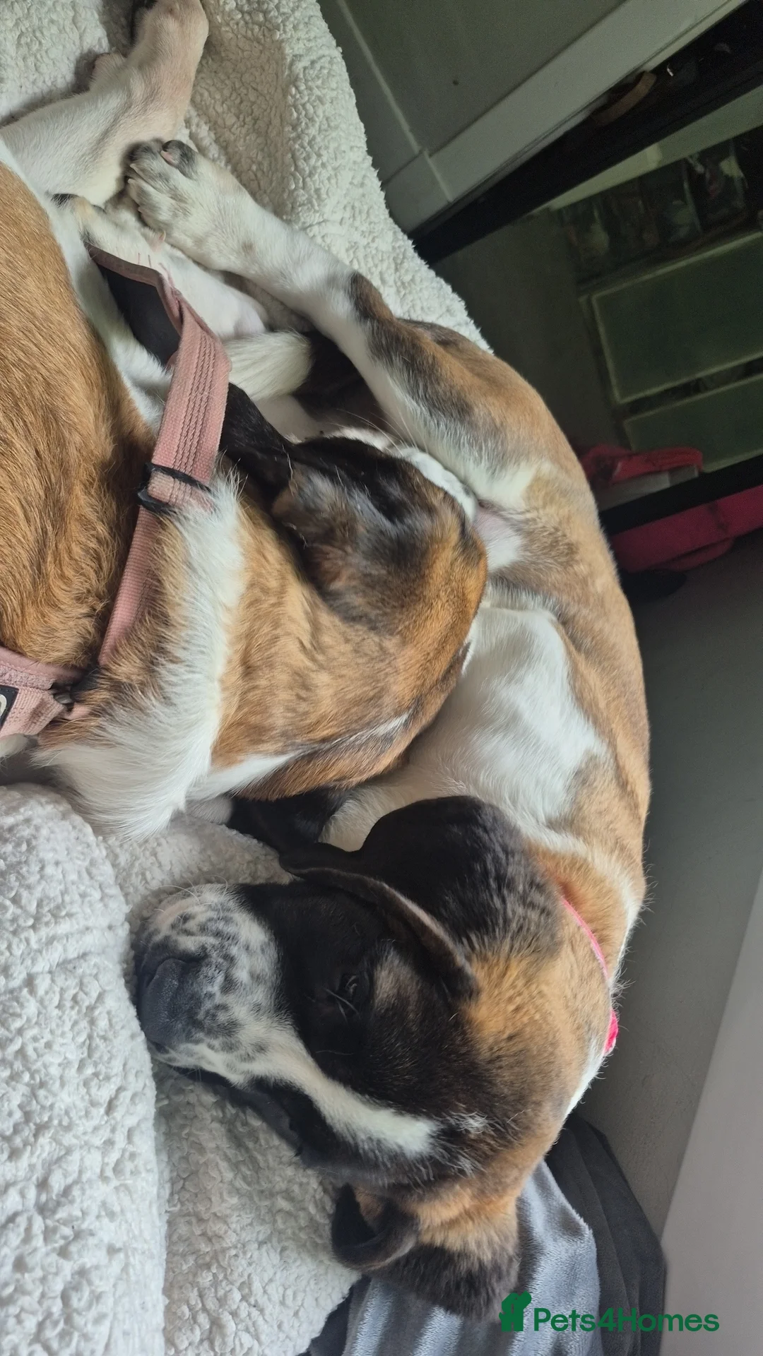 Saint Bernard dogs for sale: Saint Bernard Puppy. - Advert 2