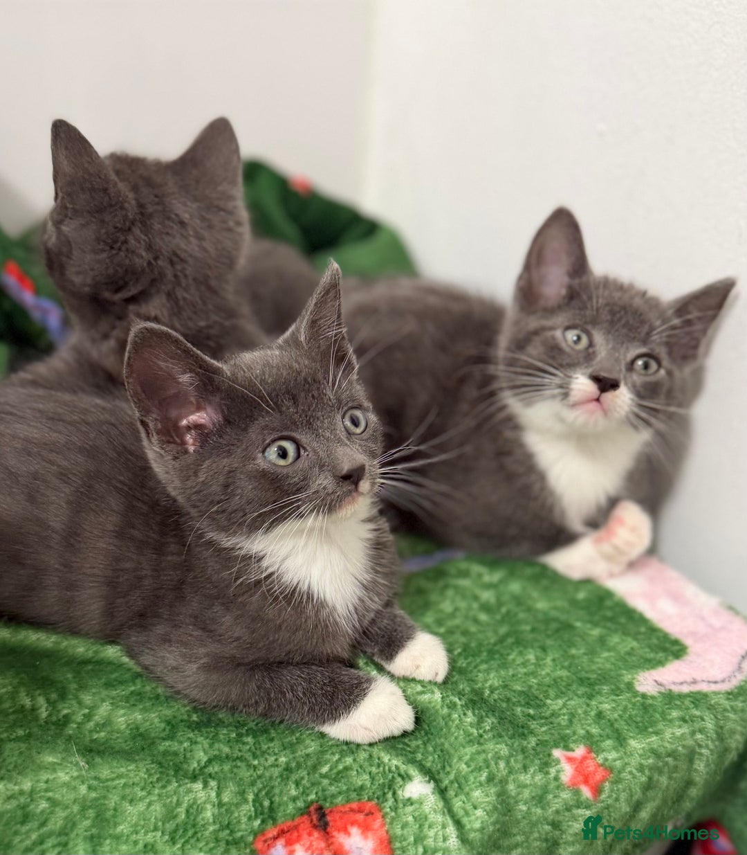 Mixed Breed cats for sale: Britishshort hair cross  - Advert 6