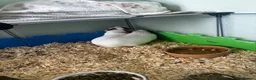 Guinea Pig rodents for sale: 3 male guinea pigs for sale - Advert 7
