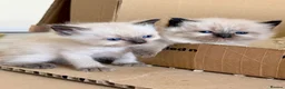 Mixed Breed cats for sale: ❗️Urgent❗️Ragdoll & British Longhair Mix Kittens - Advert 22