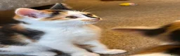 Mixed Breed cats for adoption: Adorable All Girl Kittens in Rainham - Advert 7