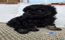 Labradoodle dogs for sale: 7 labradoodle puppies for sale - Image 7