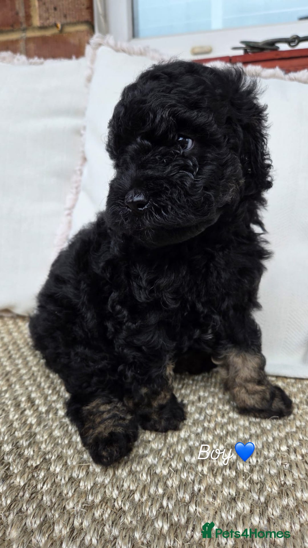 Labradoodle dogs for sale: 7 labradoodle puppies for sale - Image 7