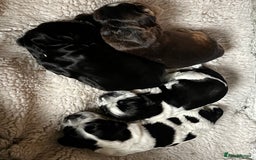 Cocker Spaniel dogs for sale: Stunning Petite Dark Blue Roan Boy Remaining - Image 14