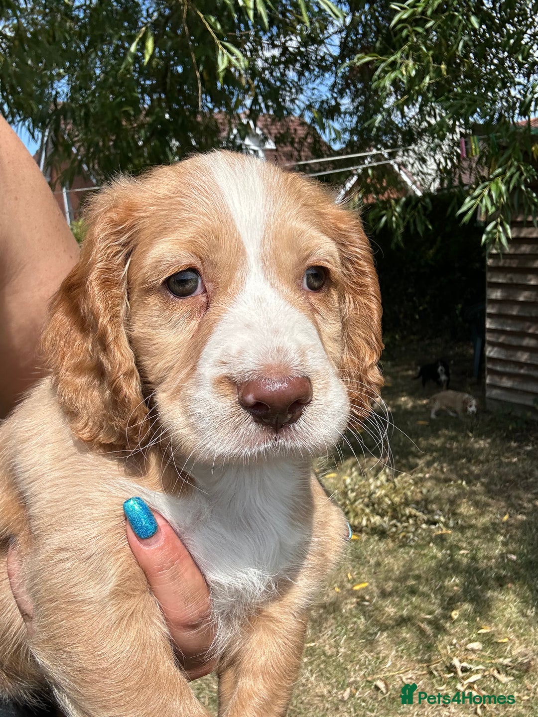 Cocker Spaniel dogs for sale: 3 golden cocker spaniels looking for loving homes - Image 6