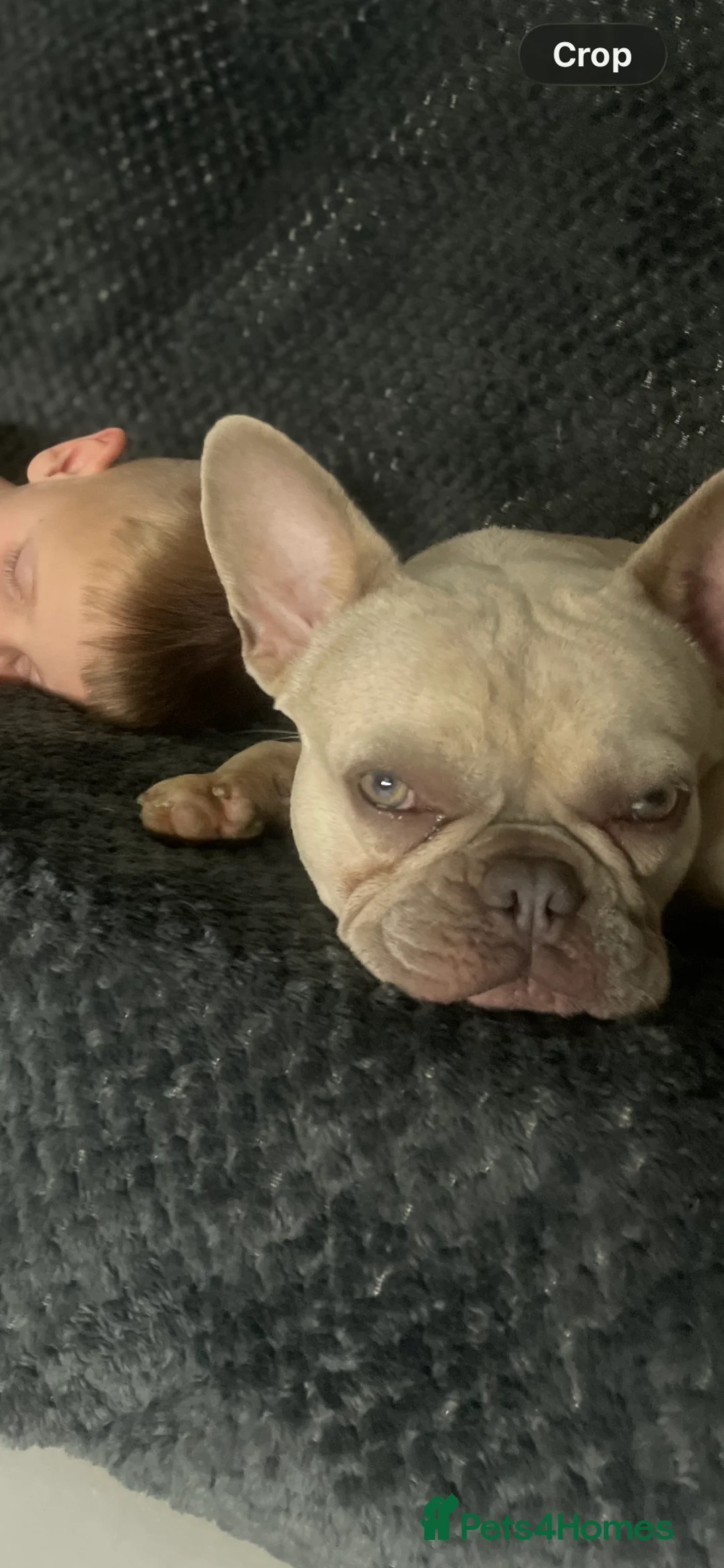 French Bulldog dogs for sale: French Bulldog Adoption - Advert 5