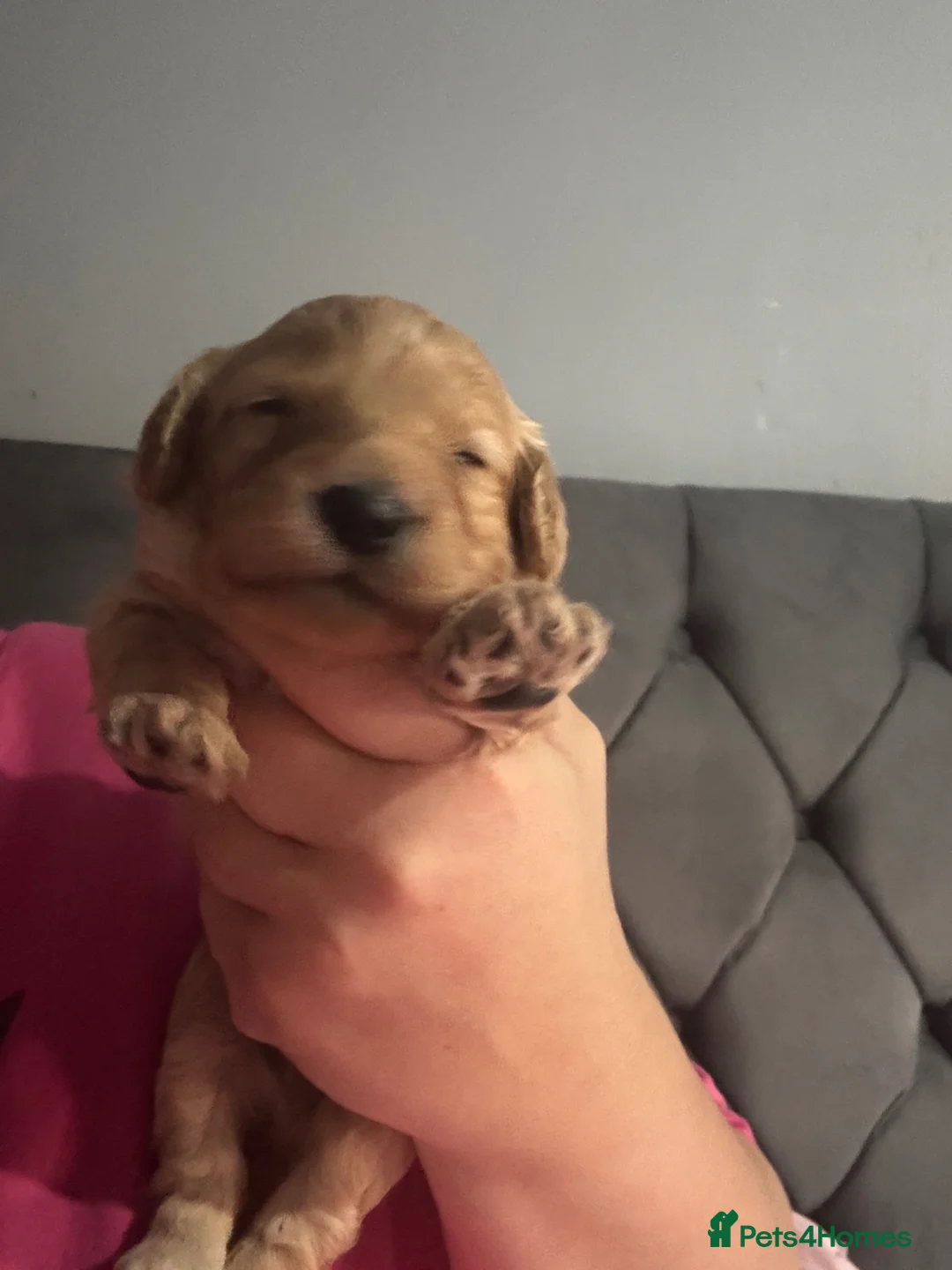 Cavapoo dogs for sale: 2 stunning cavapoo males  - Advert 2