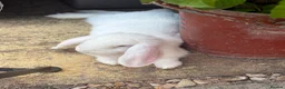 Mini Lop rabbits for sale: Beautiful rabbits  - Advert 8