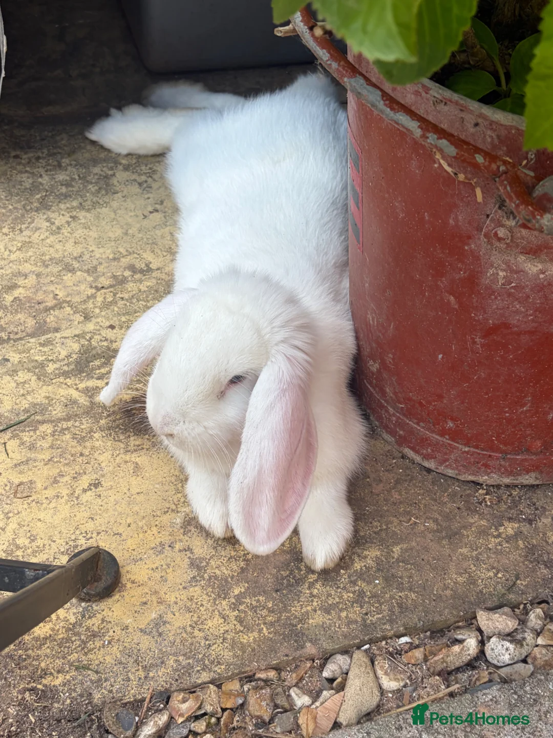 Mini Lop rabbits for sale: Beautiful rabbits  - Advert 8