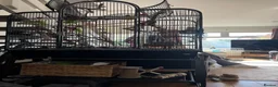 Budgerigars birds for sale: 2 budgies with cage and toys in Chorley - Advert 3