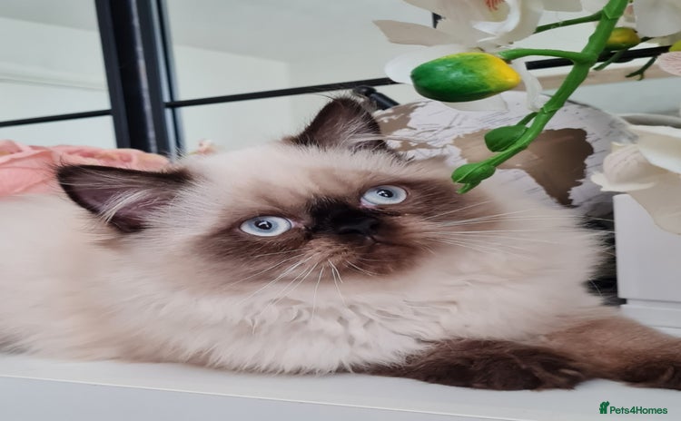 Persian cats - Advert 2