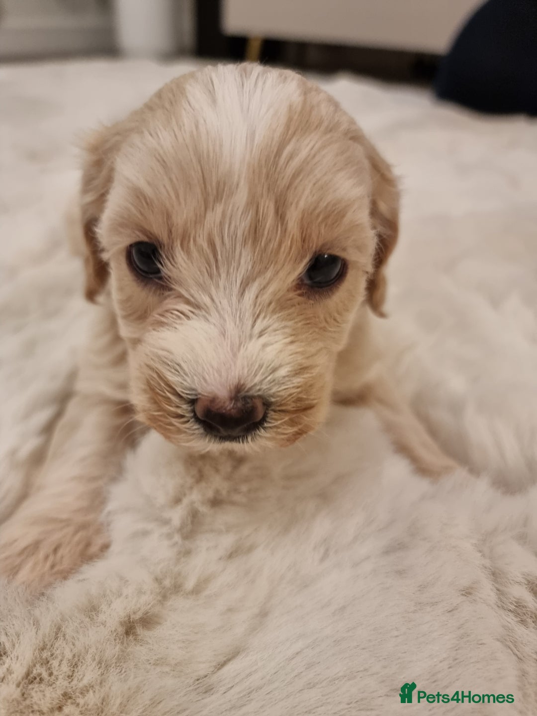Maltipoo dogs for sale: Beautiful Maltipoo Puppies - Advert 12