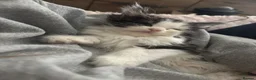 Maine Coon cats for sale: 2 sweet girls left* Maine Coon kittens Tica   - Advert 8