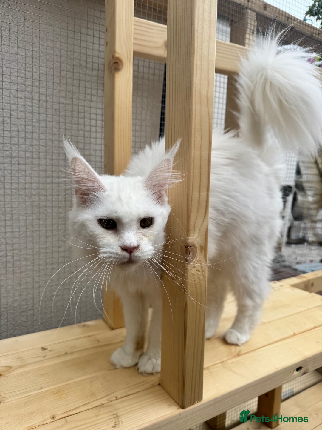 Maine Coon cats for sale: Female Mainecoon  - Advert 2