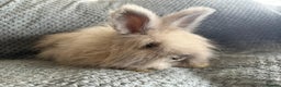 Angora rabbits for sale: Full Faced English Angoras - Advert 5
