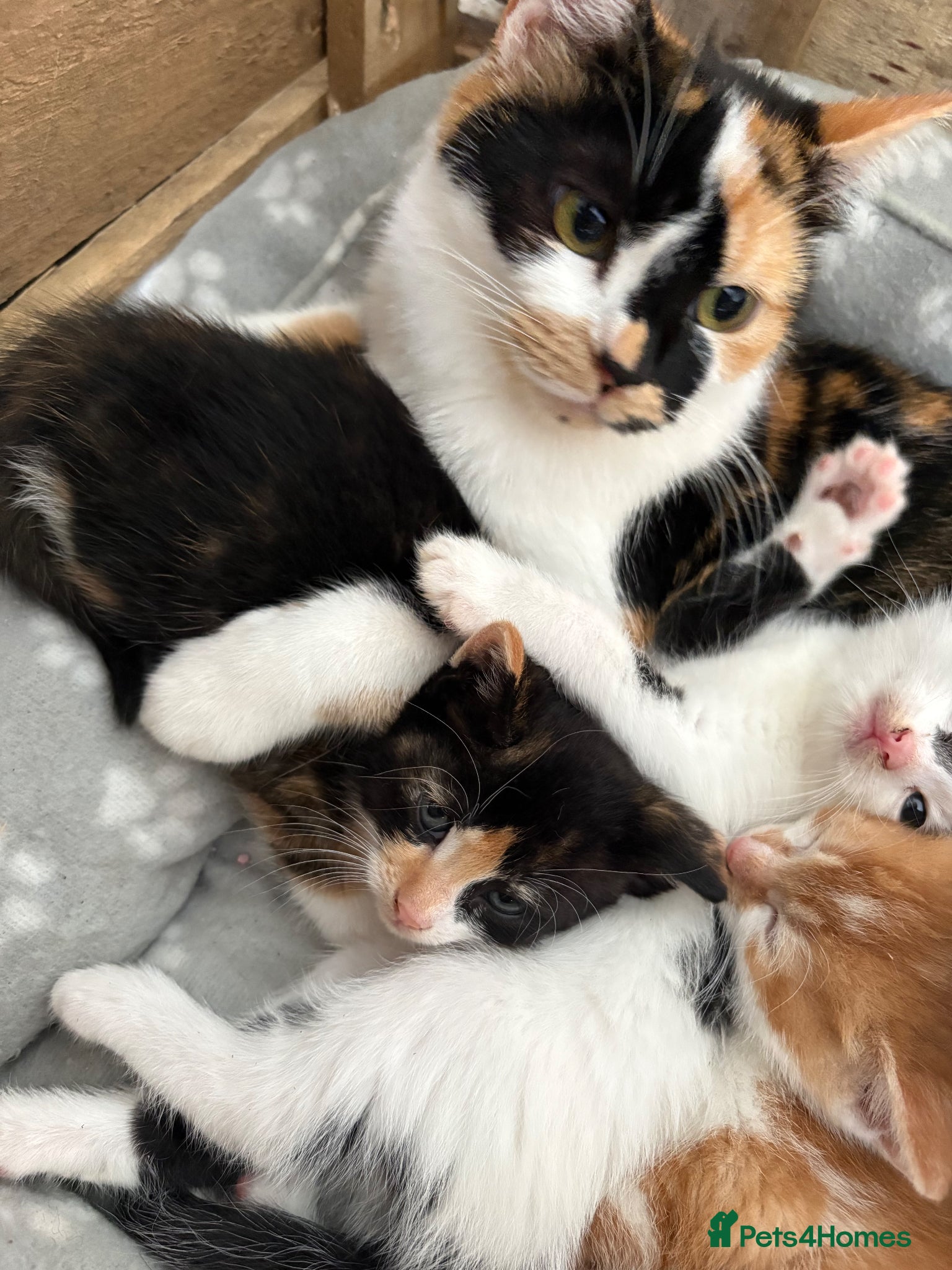 Mixed Breed cats Male fluffy kitten  - Advert 1