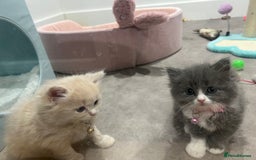 Ragdoll cats for sale: Persian x Ragdoll kittens - Image 7