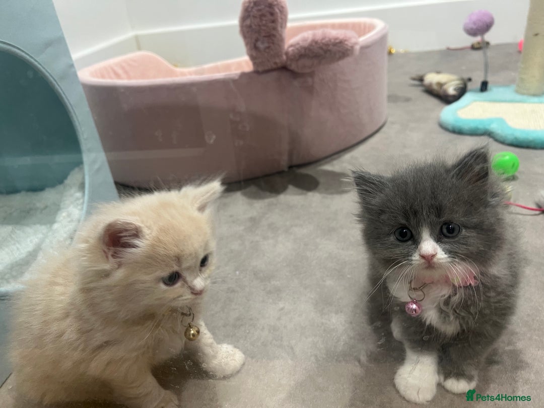 Ragdoll cats for sale: Persian x Ragdoll kittens - Image 7