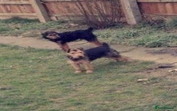 Lakeland Terrier dogs for sale: Working type Lakeland terrier’s puppies  - Image 10