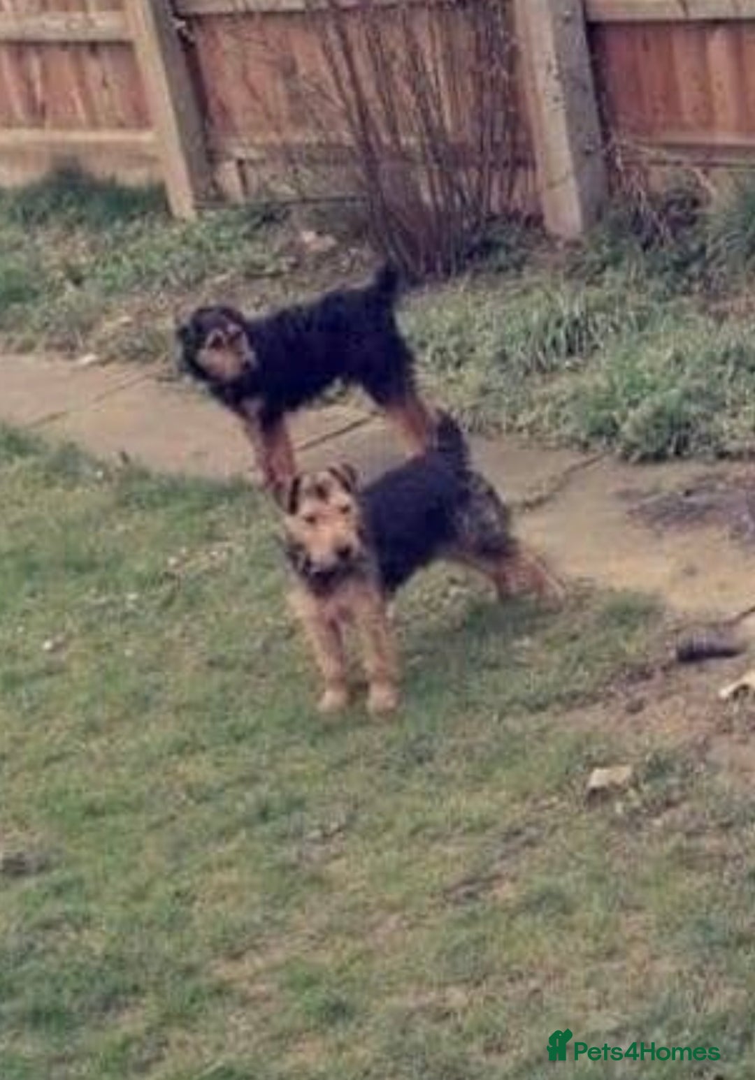 Lakeland Terrier dogs for sale: Working type Lakeland terrier’s puppies  - Image 10