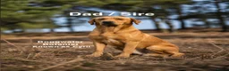 Labrador Retriever dogs for sale: Exceptionally Health Tested Champion Pedigree Pups - Advert 4