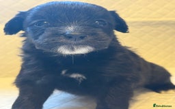 Cockapoo dogs for sale: Cockapoo F2 beautiful puppies  - Image 10