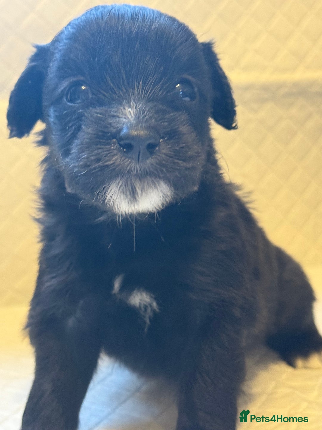 Cockapoo dogs for sale: Cockapoo F2 beautiful puppies  - Image 10