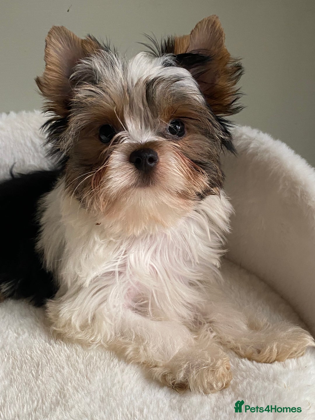 Yorkshire Terrier dogs for sale: Colorful Yorkshire Terrier puppies for sale - Advert 5