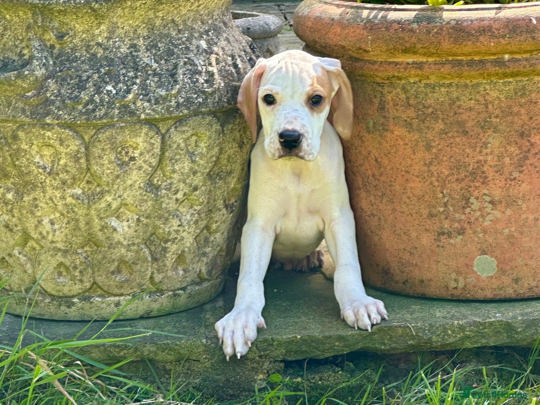 Pointer dogs for sale: KC reg Pointer Puppy - Image 1