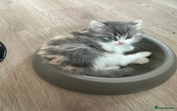 Mixed Breed cats for sale: Beautiful Perdoll Kittens🐾 - Advert 8