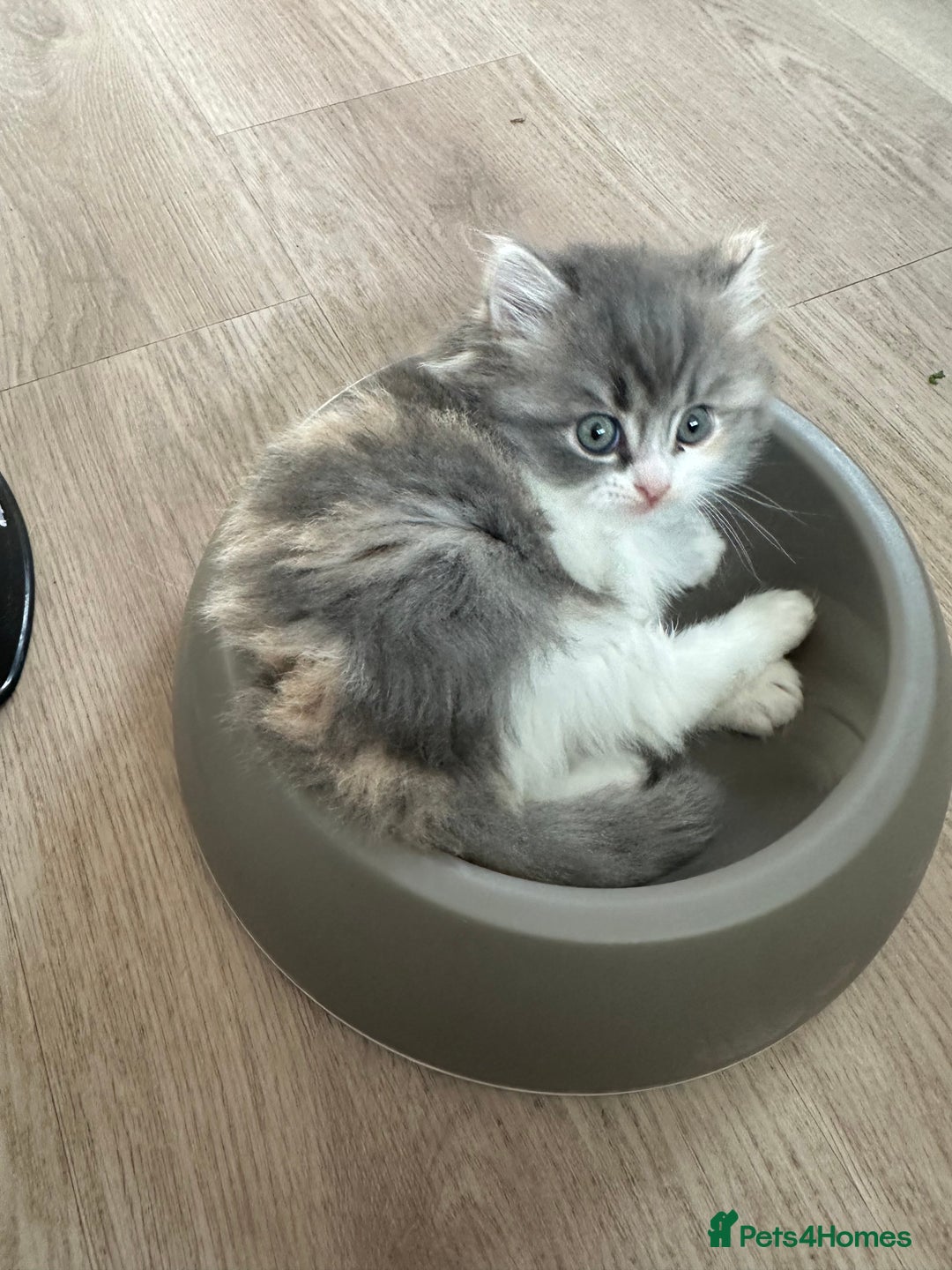 Mixed Breed cats for sale: Beautiful Perdoll Kittens🐾 - Advert 8