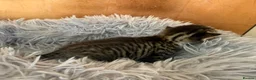 Bengal cats for sale: Beautiful half Bengal kittens - Advert 26
