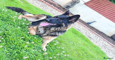 German Shepherd dogs Long haired black & tan kc german shepherd puppies - Advert 13