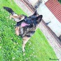 German Shepherd dogs Long haired black & tan kc german shepherd puppies - Advert 10